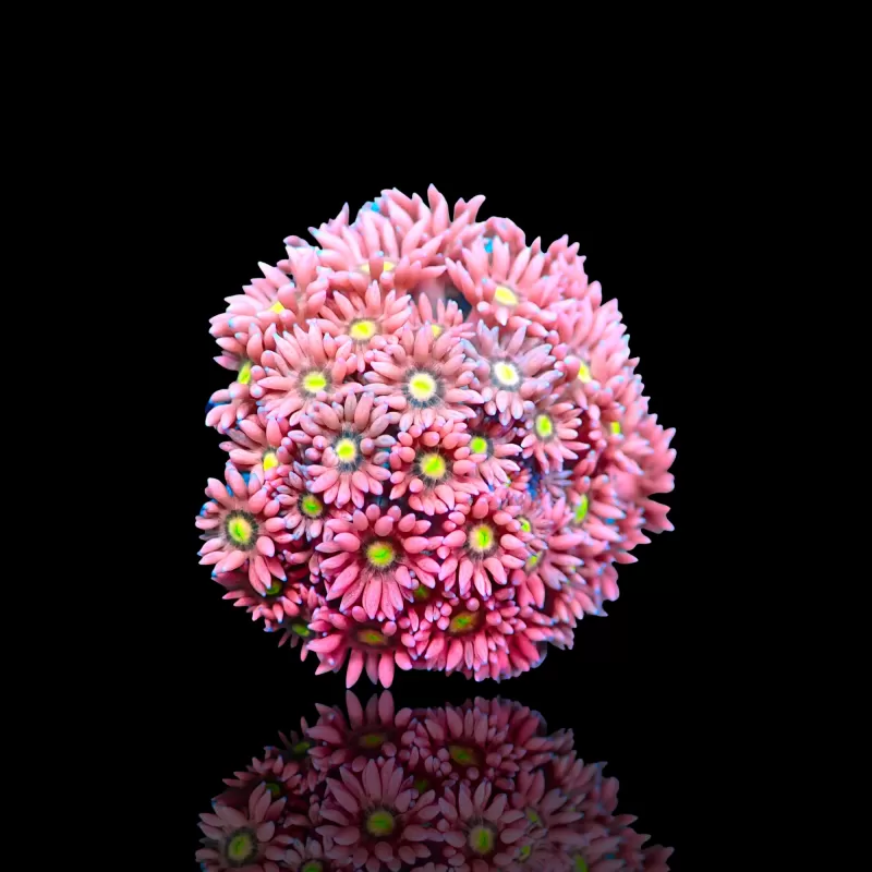Goniopora sp Pink / Red bestellen? l Coralandfishstore.nl