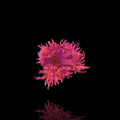 Commander Goniopora sp rose/rouge ? sur Coralandfishstore.nl