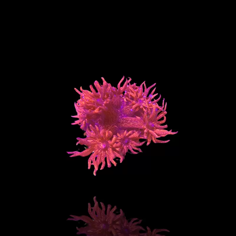 Goniopora sp Pink / Red bestellen? l Coralandfishstore.nl Goniopora sp Pink / Red bestellen? l Coralandfishstore.nl