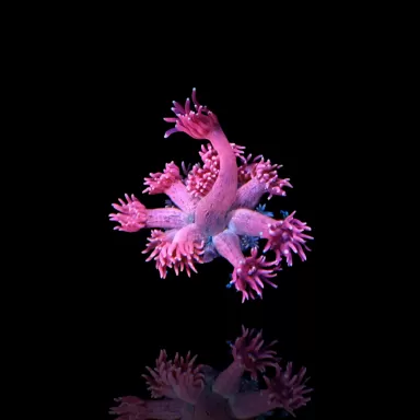 Commander Goniopora sp rose/rouge ? sur Coralandfishstore.nl