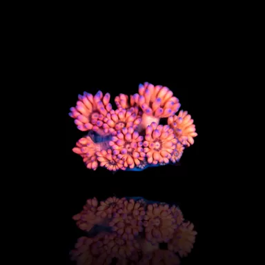 Commander Goniopora sp rose/rouge ? sur Coralandfishstore.nl