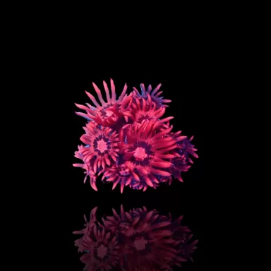 Commander Goniopora sp rose/rouge ? sur Coralandfishstore.nl