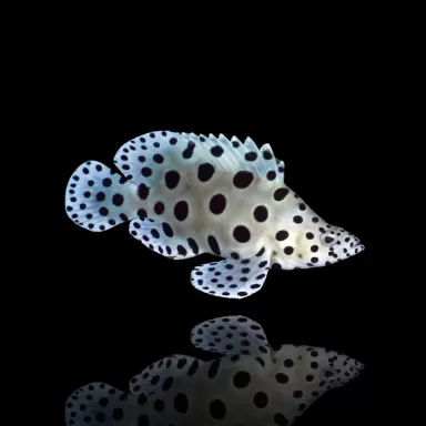 Cromileptes altivelis  S-size