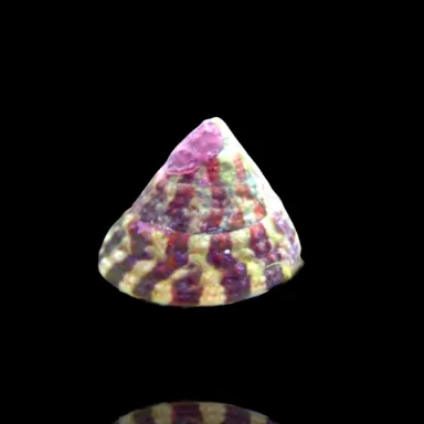 Trochus Histrio