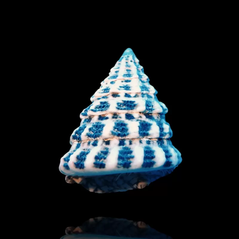 Tectus Conus Tectus Conus