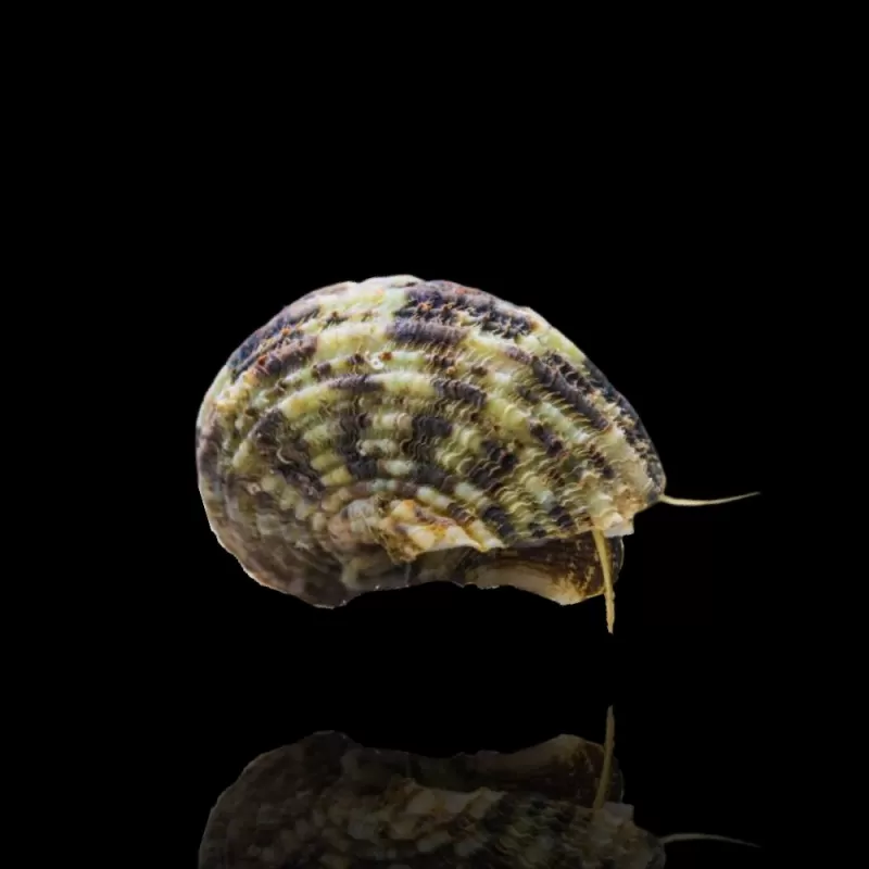 Turbo Brunneus oder Turboschnecke kaufen? | Coralandfishstore