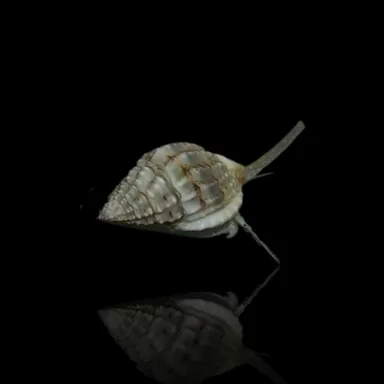 Nassarius Vibex