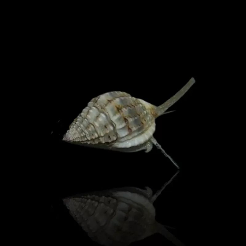 Möchten Sie Nassarius Vibex kaufen? | Coralandfishstore Möchten Sie Nassarius Vibex kaufen? | Coralandfishstore