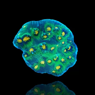 Kaufen Sie Mycedium Robokaki Chalice Coral M-Größe | Coralandfishstore.nl