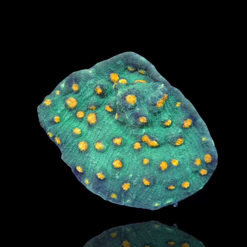 Kaufen Sie Mycedium Robokaki Chalice Coral M-Größe | Coralandfishstore.nl Kaufen Sie Mycedium Robokaki Chalice Coral M-Größe | Coralandfishstore.nl