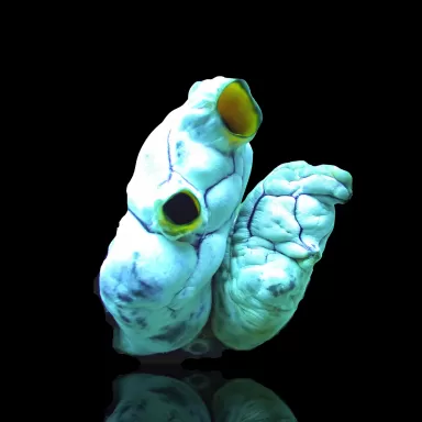 Möchten Sie Polycarpa aurata im Korallen- und Fischgeschäft kaufen? Coralandfishstore.nl