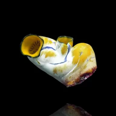 Möchten Sie Polycarpa aurata im Korallen- und Fischgeschäft kaufen? Coralandfishstore.nl