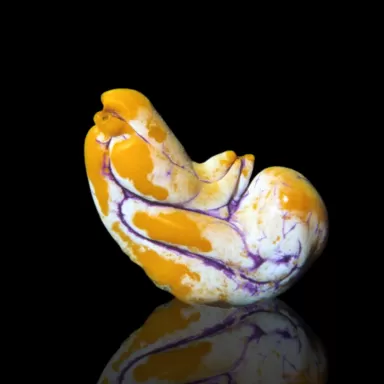 Möchten Sie Polycarpa aurata im Korallen- und Fischgeschäft kaufen? Coralandfishstore.nl