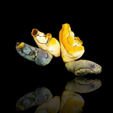 Möchten Sie Polycarpa aurata im Korallen- und Fischgeschäft kaufen? Coralandfishstore.nl