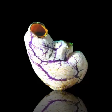 Möchten Sie Polycarpa aurata im Korallen- und Fischgeschäft kaufen? Coralandfishstore.nl