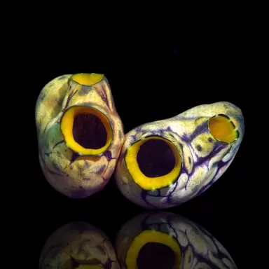 Möchten Sie Polycarpa aurata im Korallen- und Fischgeschäft kaufen? Coralandfishstore.nl