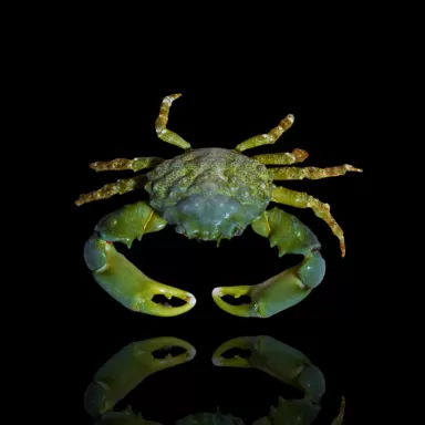 Mithrax sculptus sp.