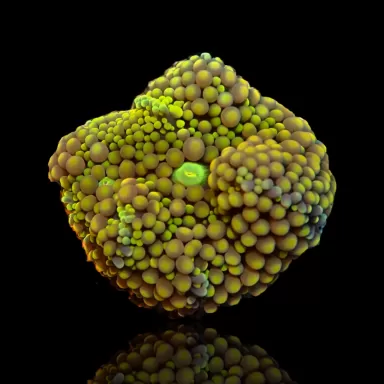 Ricordea Florida sp kaufen? Coralandfishstore.nl