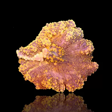 Ricordea Yuma Ultra Orange (1 Ohr) kaufen | Coralandfishstore.nl