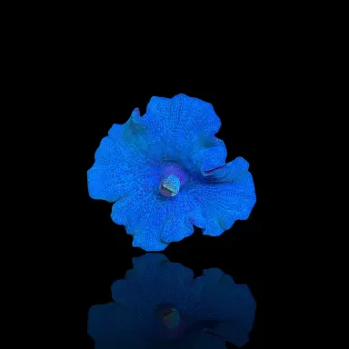 Discosoma Ultra Blue kaufen | Coralandfishstore.nl