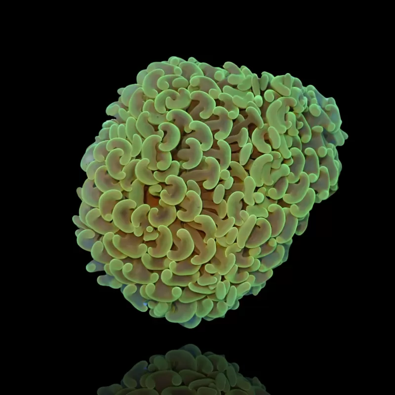 Euphyllia Ancora sp. kaufen | Coralandfishstore.nl Euphyllia Ancora sp. kaufen | Coralandfishstore.nl