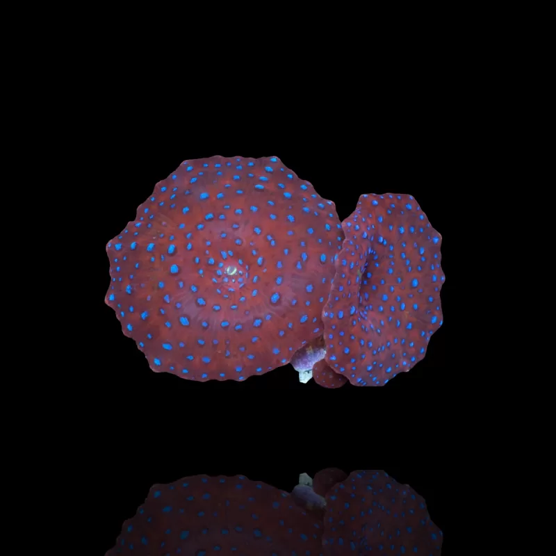 Discosoma Red mit blauen Flecken kaufen | Coralandfishstore.nl Discosoma Red mit blauen Flecken kaufen | Coralandfishstore.nl