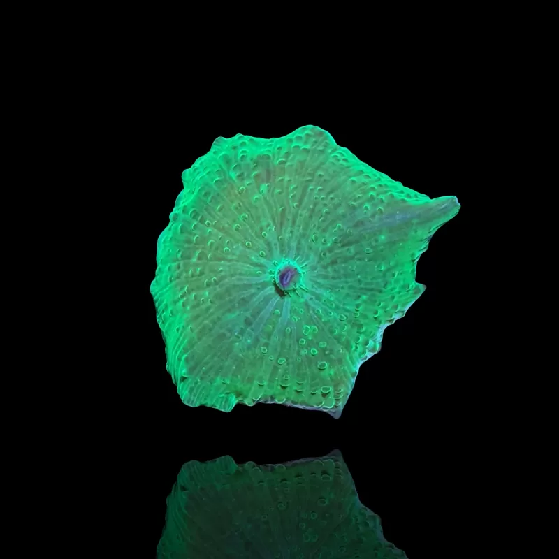 Discosoma grün kaufen | Coralandfishstore.nl