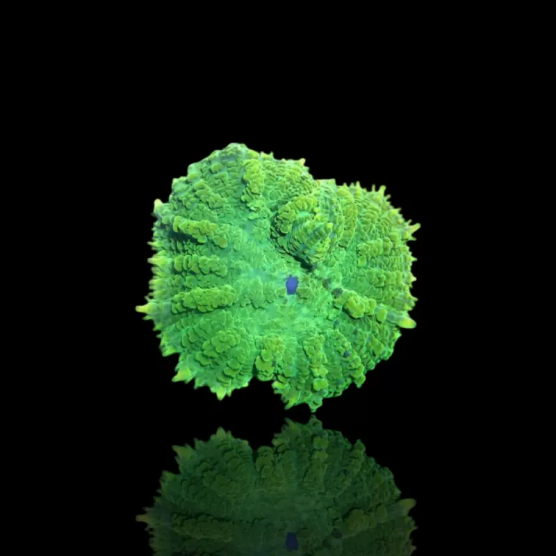 Discosoma grün kaufen | Coralandfishstore.nl Discosoma grün kaufen | Coralandfishstore.nl