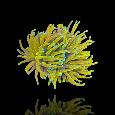 Kaufen Sie Euphyllia Glabrescens Holy Moly Torch | Coralandfishstore.nl