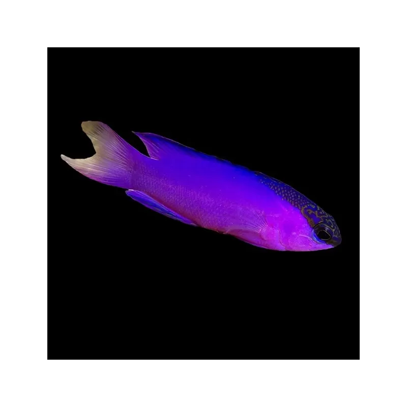 Gramma Melacara| Coralandfishstore.nl Gramma Melacara| Coralandfishstore.nl