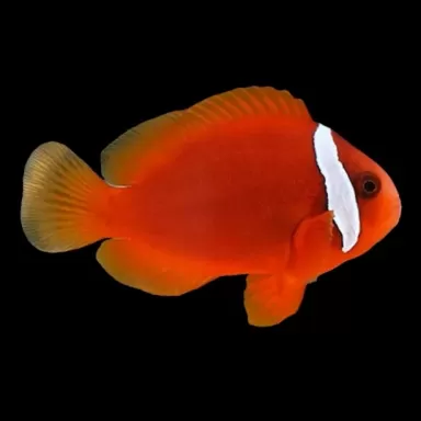 Amphiprion Frenatus| Coralandfishstore.nl Amphiprion Frenatus| Coralandfishstore.nl