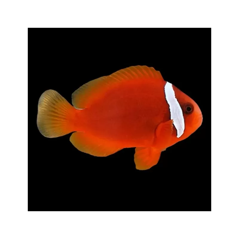 Amphiprion frenatus| Coralandfishstore.nl Amphiprion frenatus| Coralandfishstore.nl