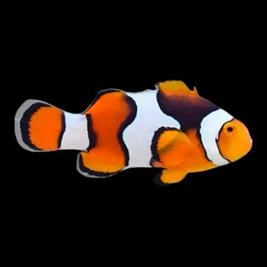 Amphiprion percula (M)