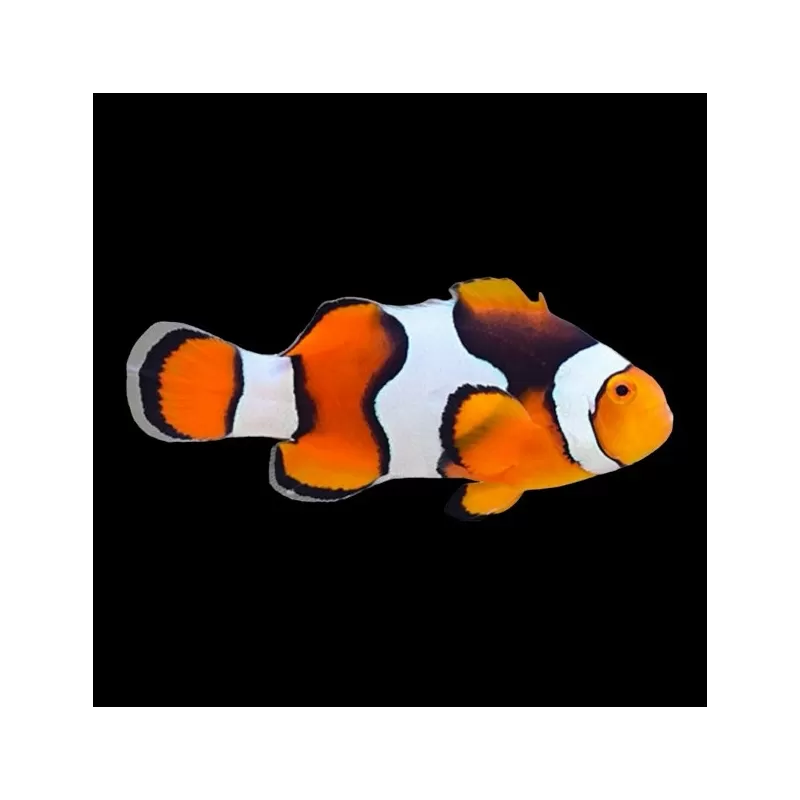 Amphiprion Percula | Coralandfishstore.nl Amphiprion Percula | Coralandfishstore.nl