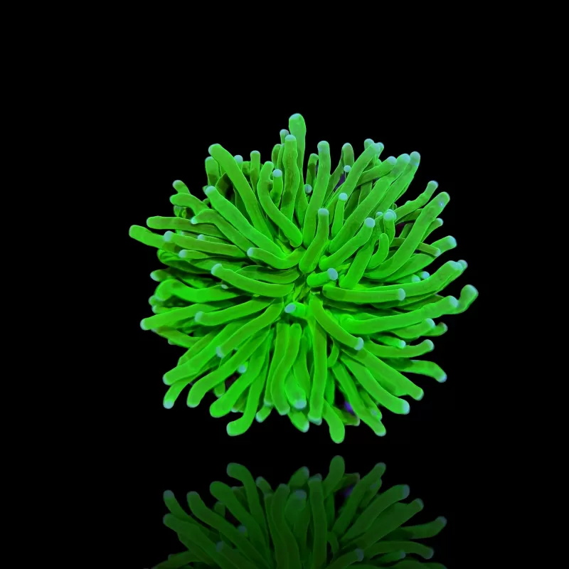 Kaufen Sie Euphyllia Glabrescens Blue Tips | Coralandfishstore.nl