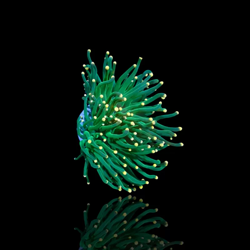 Euphyllia glabrescens Grün/Gelbe Spitzen – pro Kopf kaufen | Coralandfishstore.nl Euphyllia glabrescens Grün/Gelbe Spitzen – pro Kopf kaufen | Coralandfishstore.nl