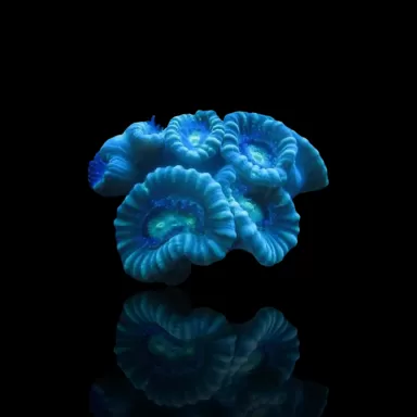 Caulastrea bleu | Coralandfishstore.nl