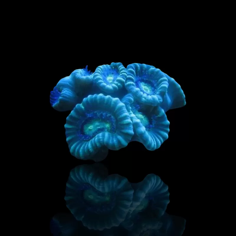 Caulastrea bleu | Coralandfishstore.nl Caulastrea bleu | Coralandfishstore.nl