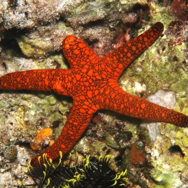 Fromia Indica Fromia Indica