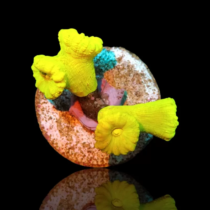 Assortiment de choux-fleurs - 3 variétés