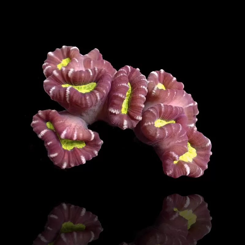 Assortiment de choux-fleurs - 3 variétés