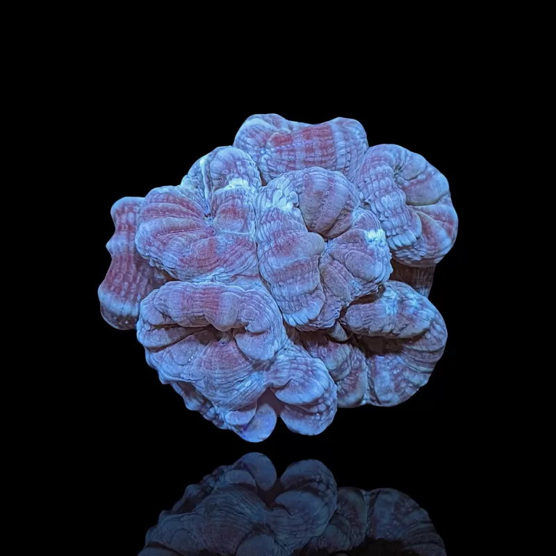 Assortiment de choux-fleurs - 3 variétés