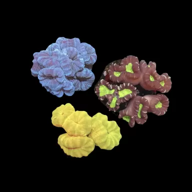 Caulastrea sp. Ultra Green bestellen? l Coralandfishstore.nl