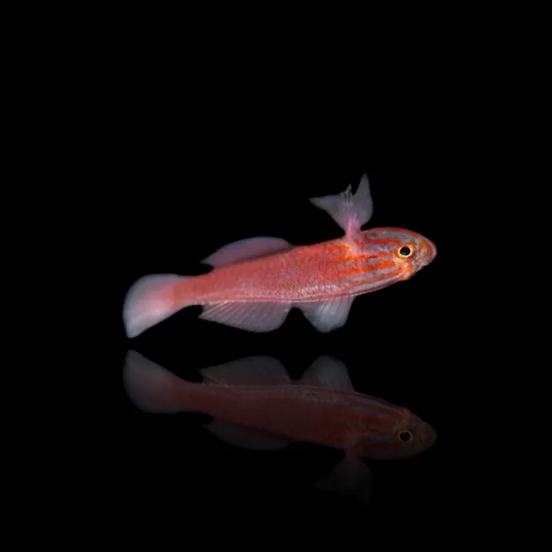 Trimma striata