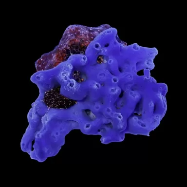 Haliclona Schwamm blau kaufen? | Coralandfishstore.nl