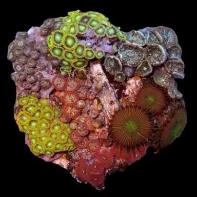 Bestellen Sie Zoanthus Garden Mix Buttons M-Size ? l Coralandfishstore.nl