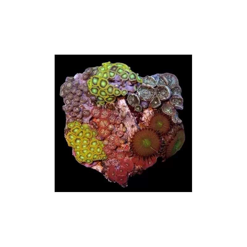 Zoanthus Garden Mix Buttons M-size