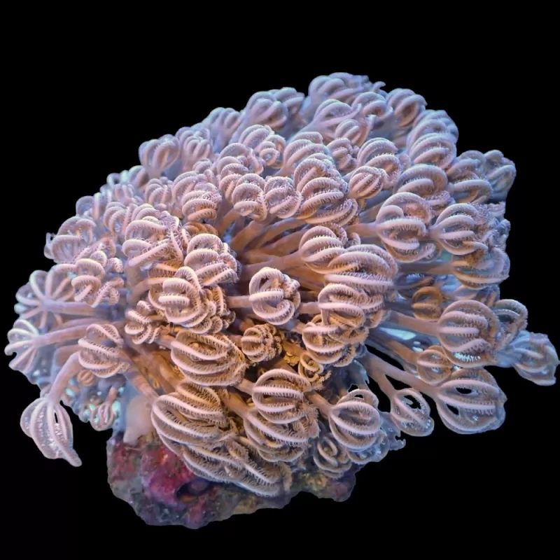 Kaufen Sie Xenia Umbelata Größe L | Coralandfishstore.nl Kaufen Sie Xenia Umbelata Größe L | Coralandfishstore.nl