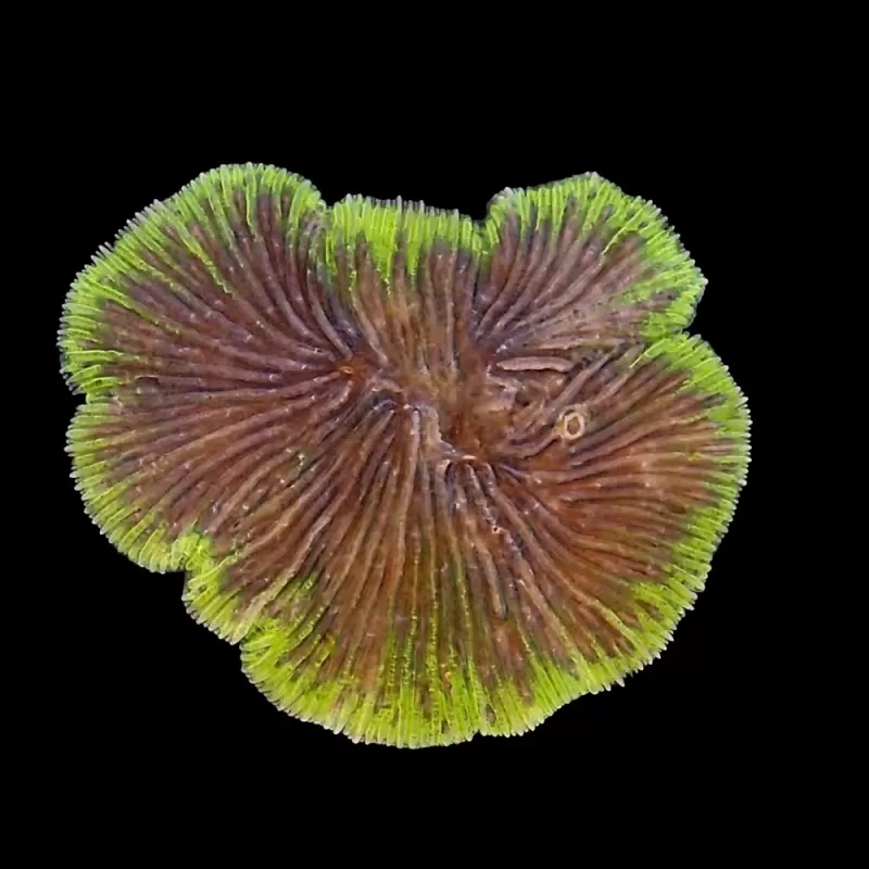 Cycloseris spp Premium | Coralandfishstore.nl Cycloseris spp Premium | Coralandfishstore.nl
