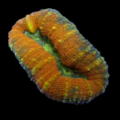 Lobophyllia sp M-size australie  kopen? | Coralandfishstore.nl